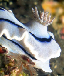 Nudibranch w/crab- Sabang P.I. by Martin Dalsaso 